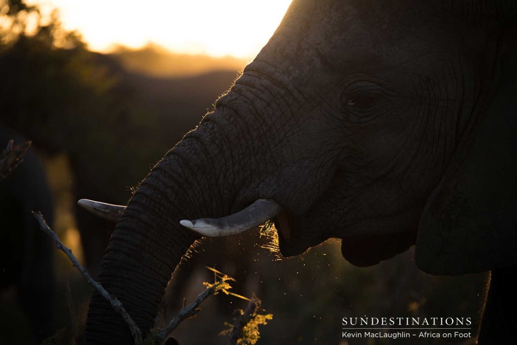 Elephants enjoying the wet weather