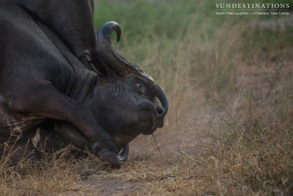 Buffalo tussle 