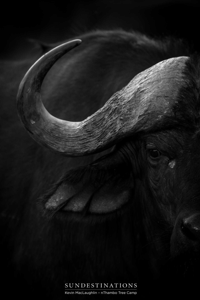 Silently checking each other out; our guests face off with a herd of buffalo