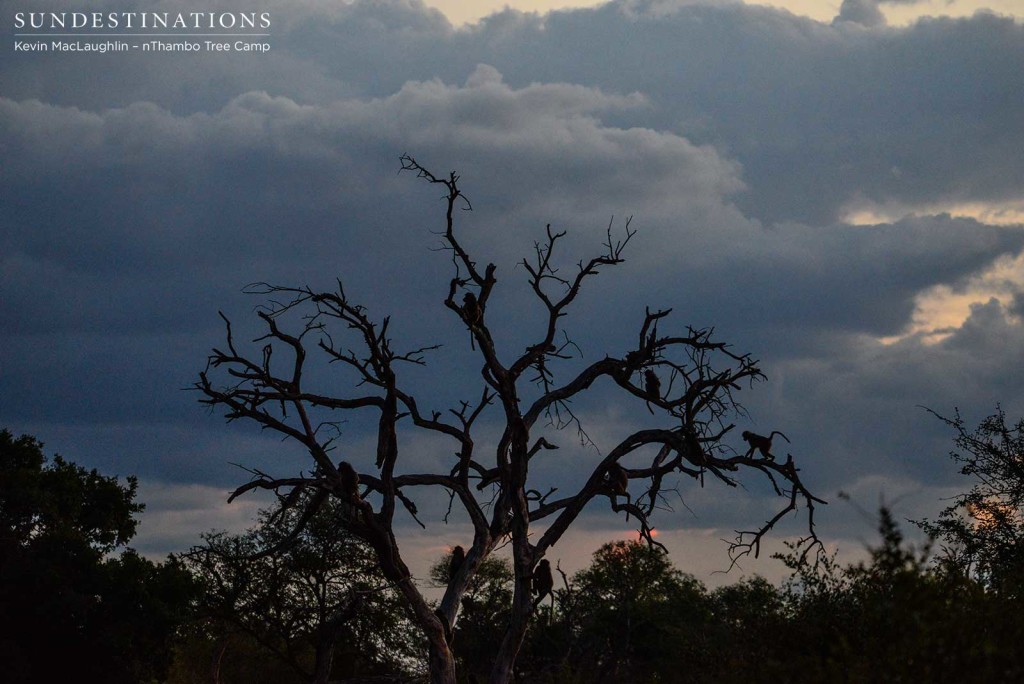 Baboons at sunset