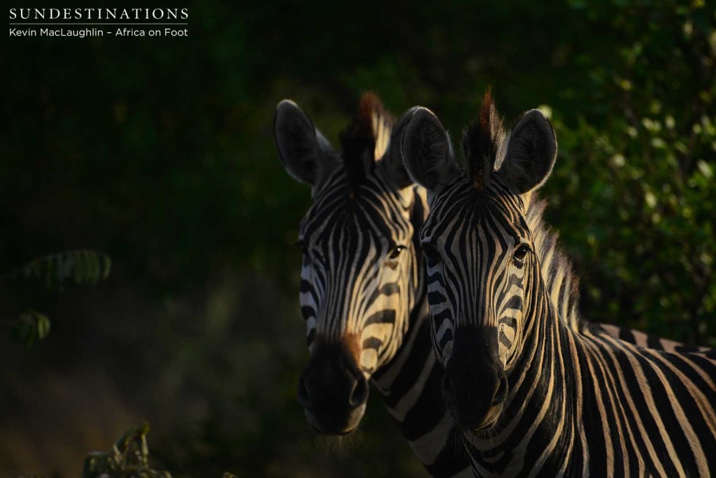 Zebra herd