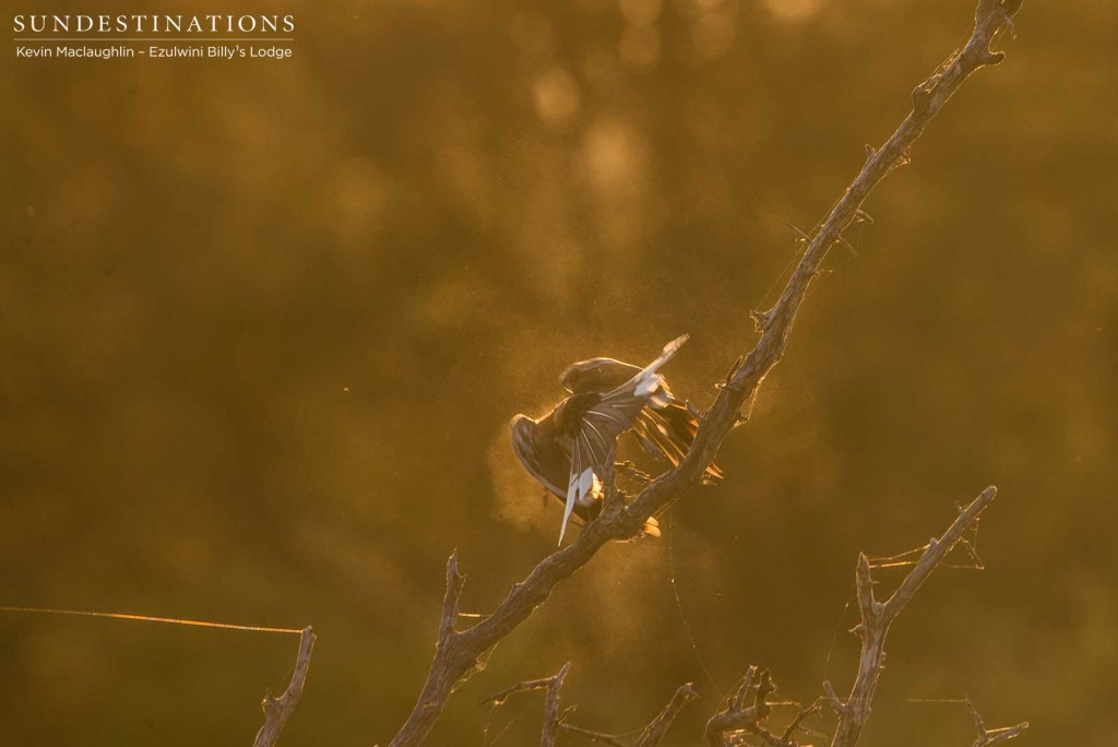 A red-billed hornbill takes off in a cloud of dust