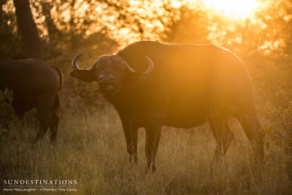 Buffalos in amber light