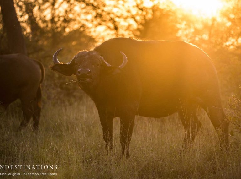 Top Safari Sightings at Africa on Foot and nThambo