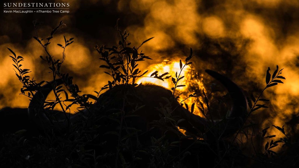 The last light of the day burning into a furnace on the horizon as a herd of buffalo watch it glow