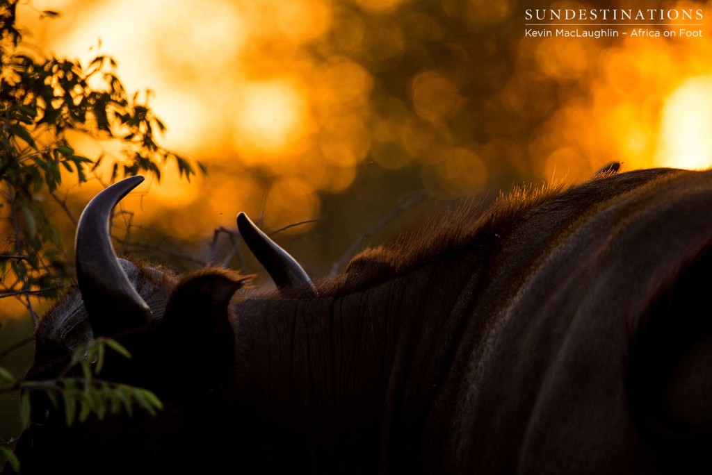 A herd of buffalo stand behind a glowing wall of embers as the sun sinks towards the horizon