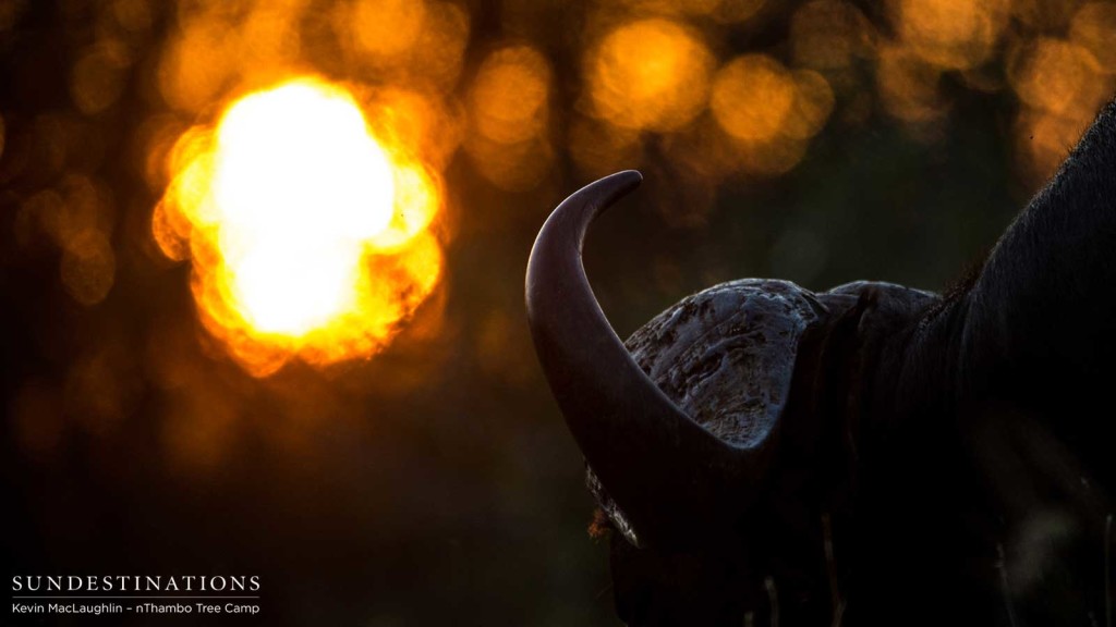 Buffalos in amber light