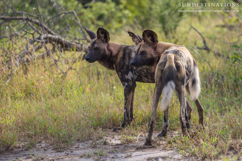 African wild dogs in Klaserie