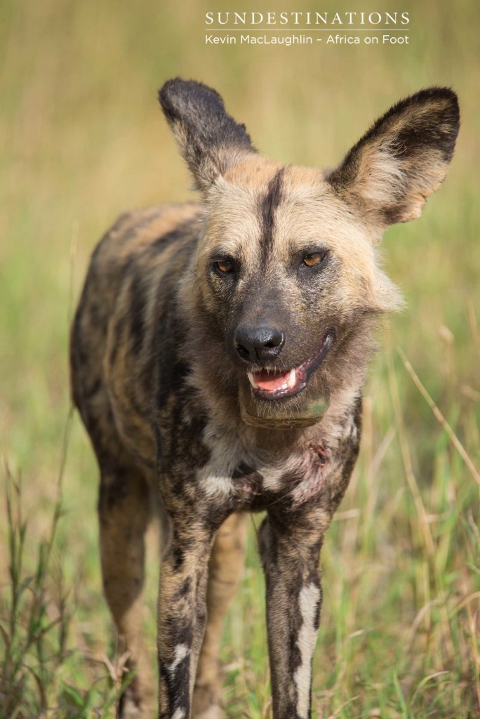 African wild dogs in Klaserie