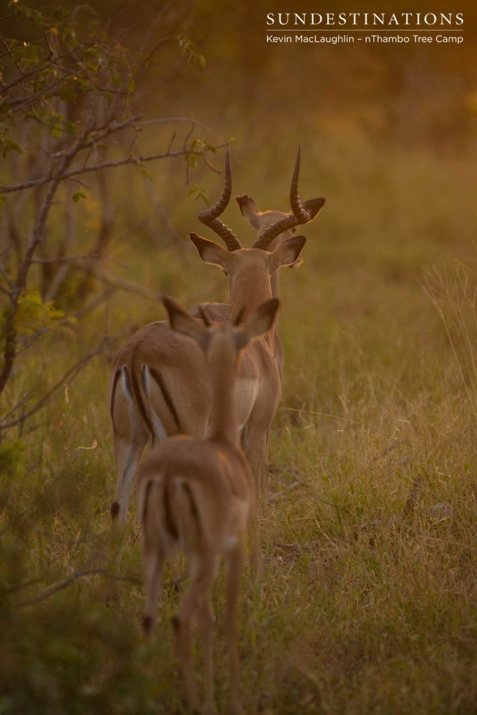 Single file impala procession