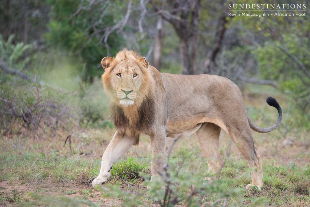 Two unknown male lions at Africa on Foot