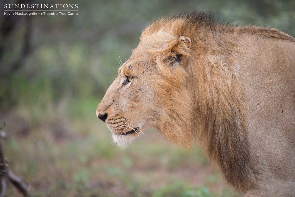 Two unknown male lions at Africa on Foot