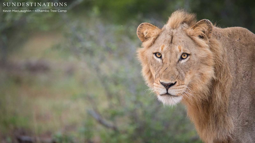 Two unknown male lions at Africa on Foot