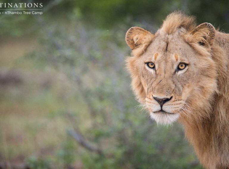 Two Unknown Lions Marking Their Territory in Klaserie