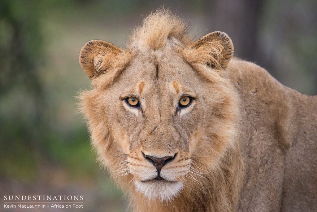 Two unknown male lions at Africa on Foot