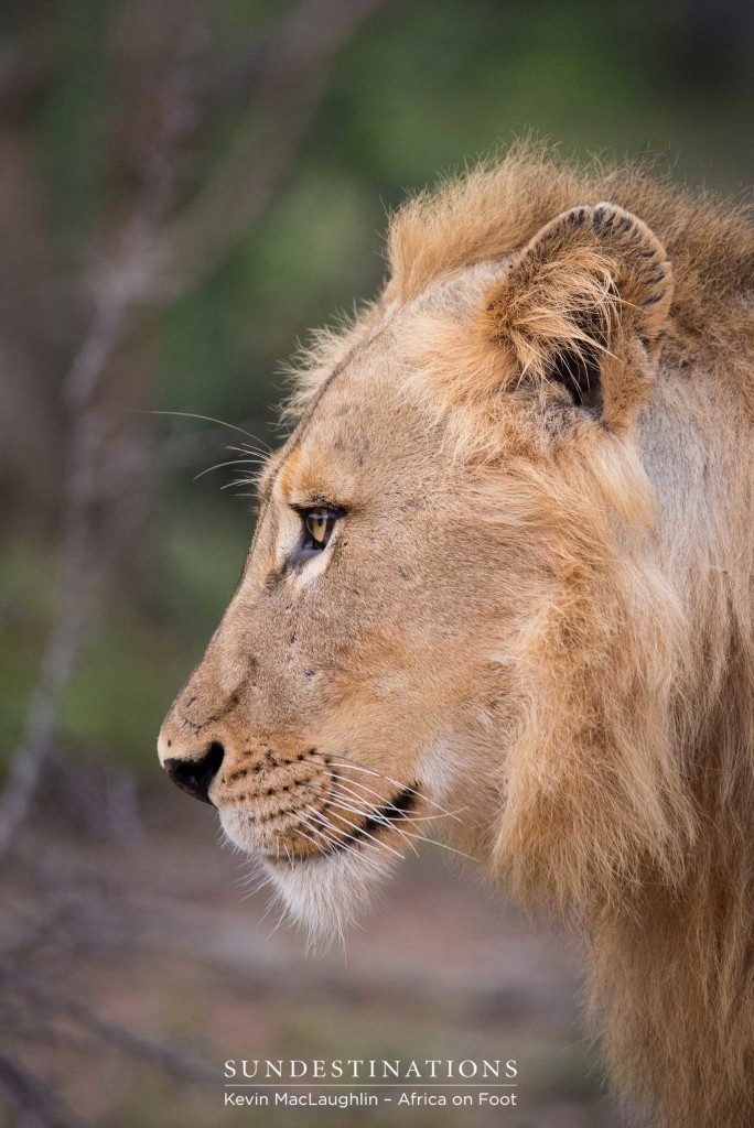 Two unknown male lions at Africa on Foot