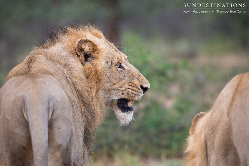 Two unknown male lions at Africa on Foot