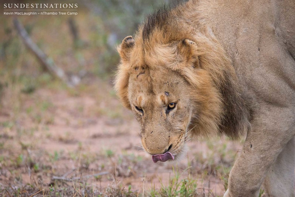 Two unknown male lions at Africa on Foot