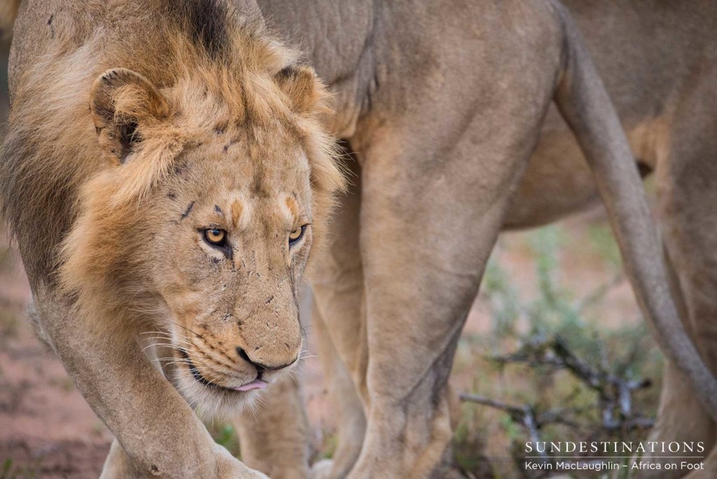 Two unknown male lions at Africa on Foot