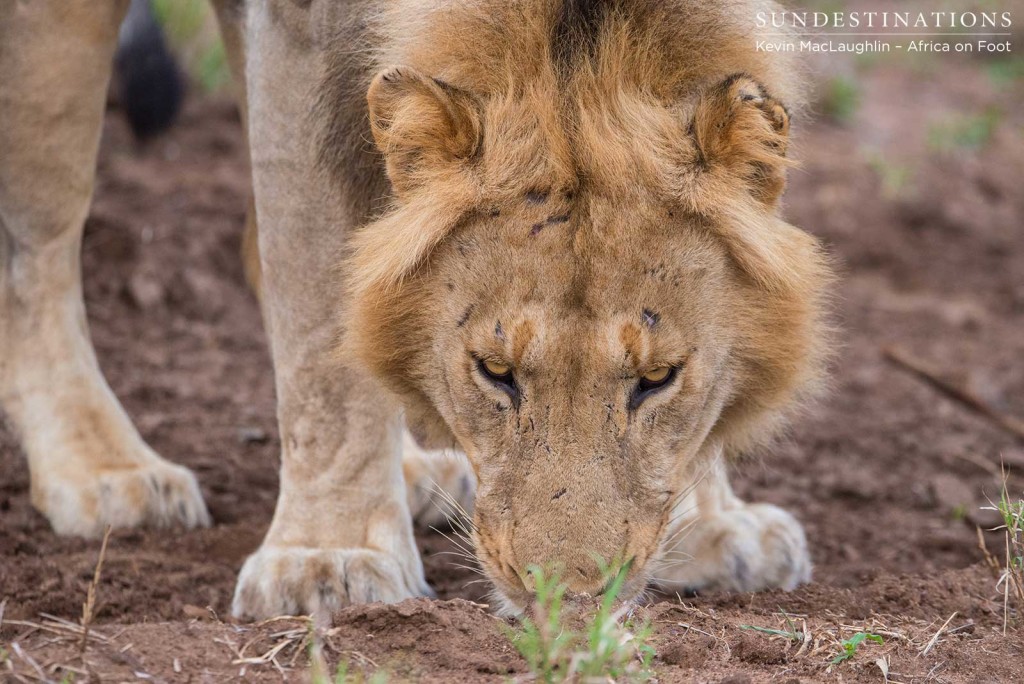 Two unknown male lions at Africa on Foot