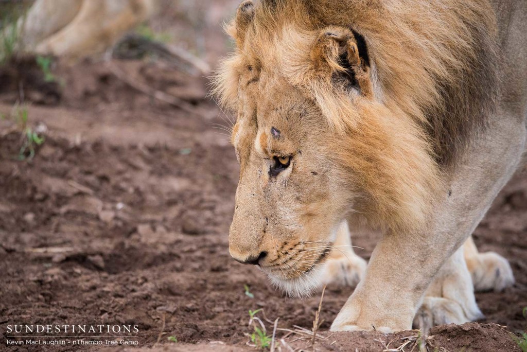 Two unknown male lions at Africa on Foot