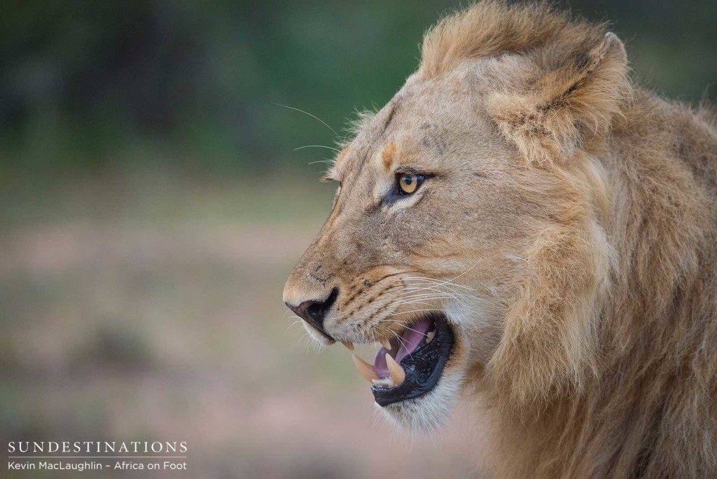 Two unknown male lions at Africa on Foot