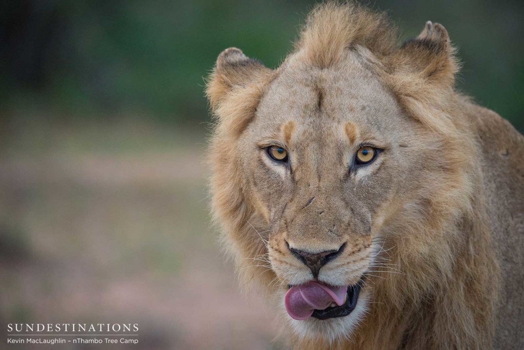 Two unknown male lions at Africa on Foot