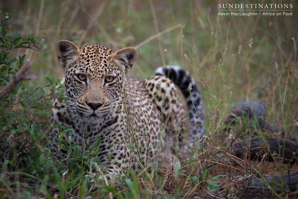 Bundu male leopard