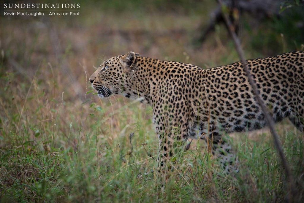 Ross Dam Leopardess