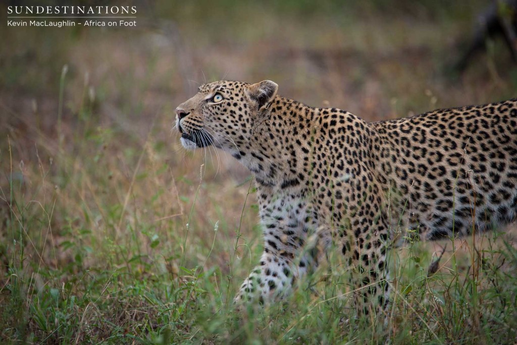 Ross Dam Leopardess