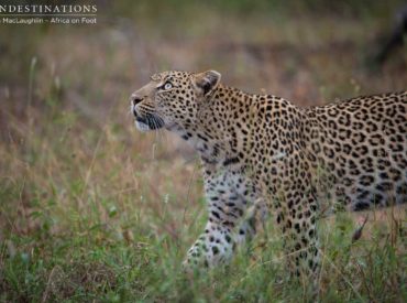 Yesterday morning we were woken up by the territorial calls of unknown male lions, and this morning began with tracking the paw prints of a leopard! Greg and Kevin put their heads together and followed the tracks into the bush where Bundu had been spotted the night before. Scouring the ground for signs of the […]