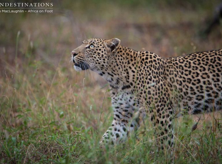 Ross Dam and Bundu: Leopards on a Kill