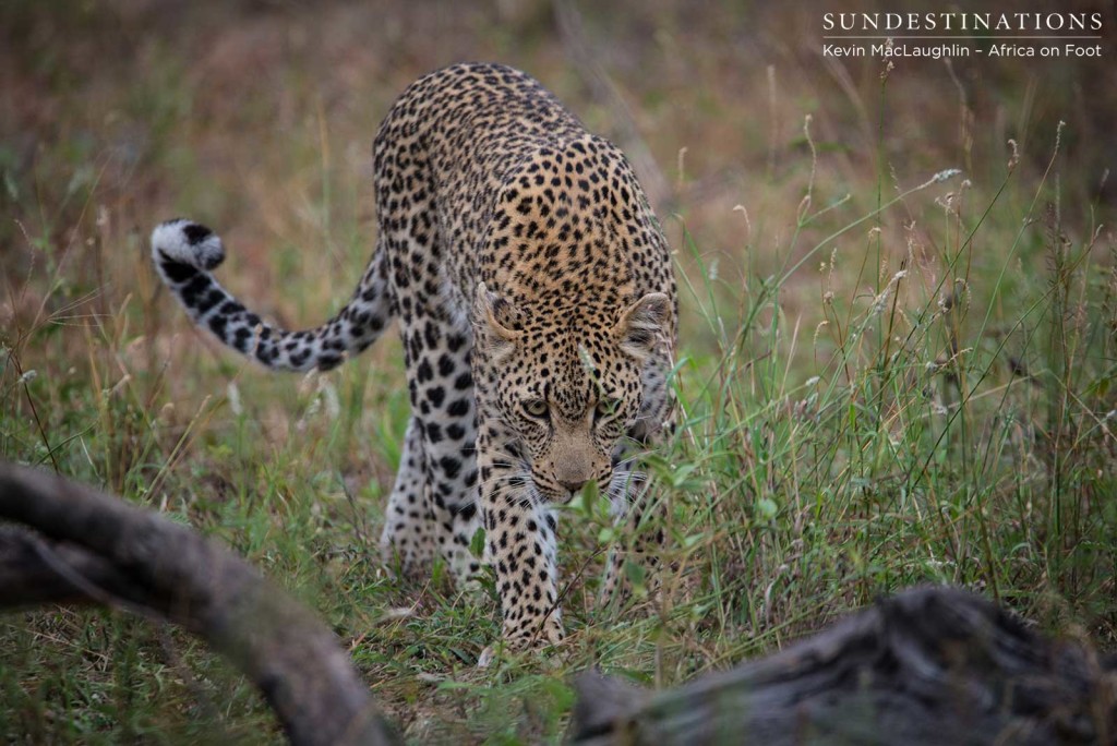 Ross Dam Leopardess