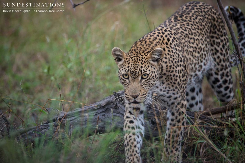 Ross Dam Leopardess