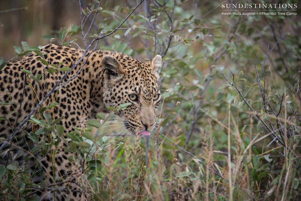 Ross Dam Leopardess