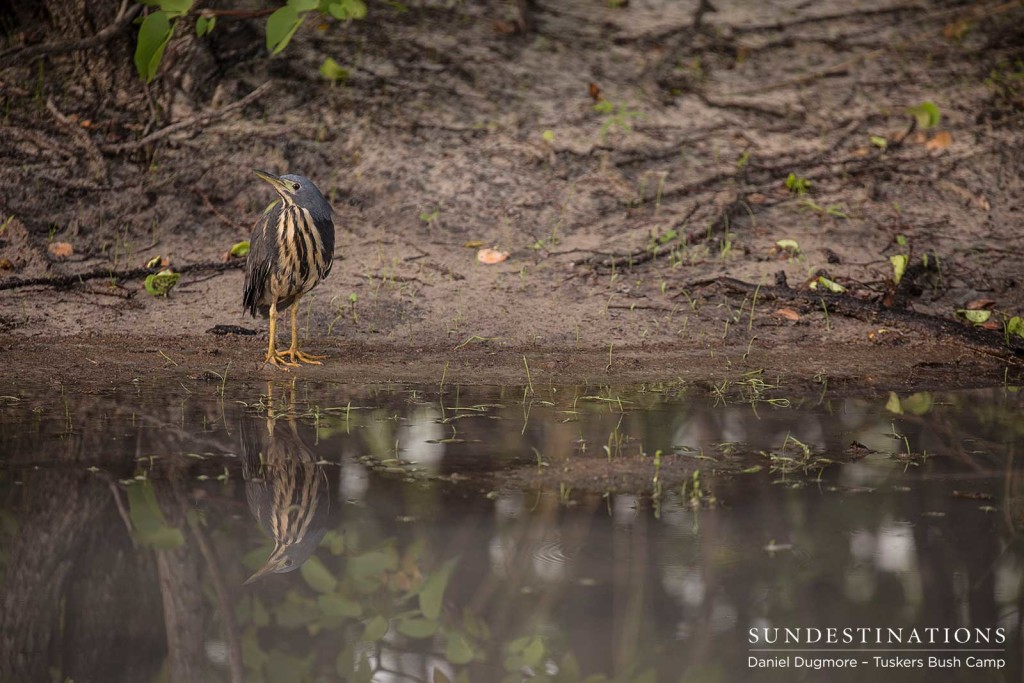 Dwarf bittern