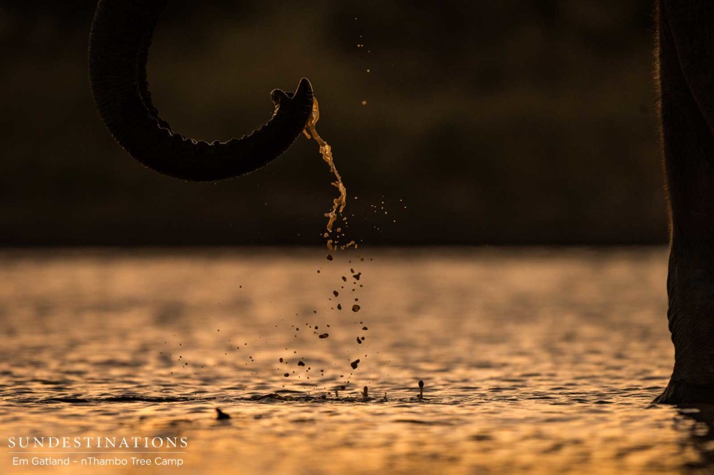 Intricate details at a sunset drinks location shared with elephants