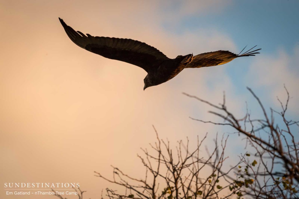 Juvenile bateleur takes flight into the dusky sunset, lifted by the light on its wings