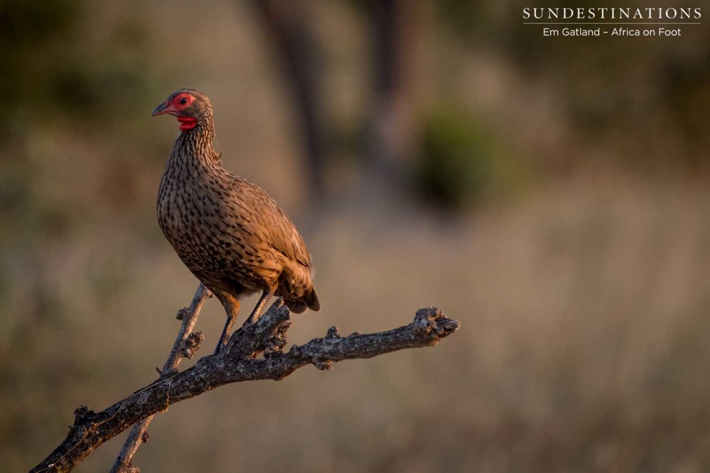 A Swainson's spurfowl positions itself to start belting out the morning chorus