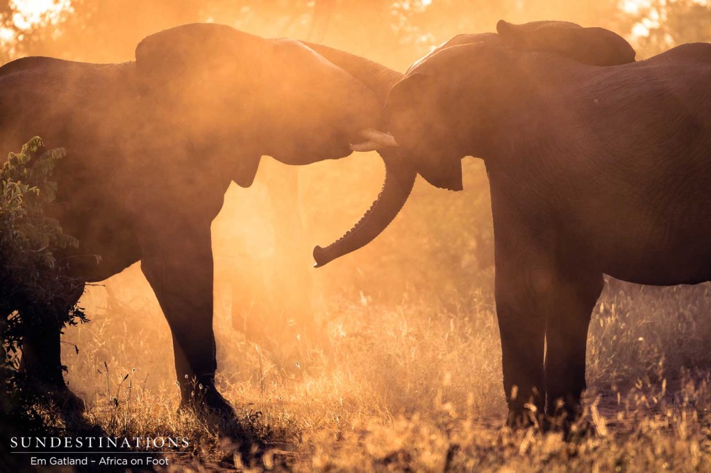 A golden performance by a pair of tussling elephants