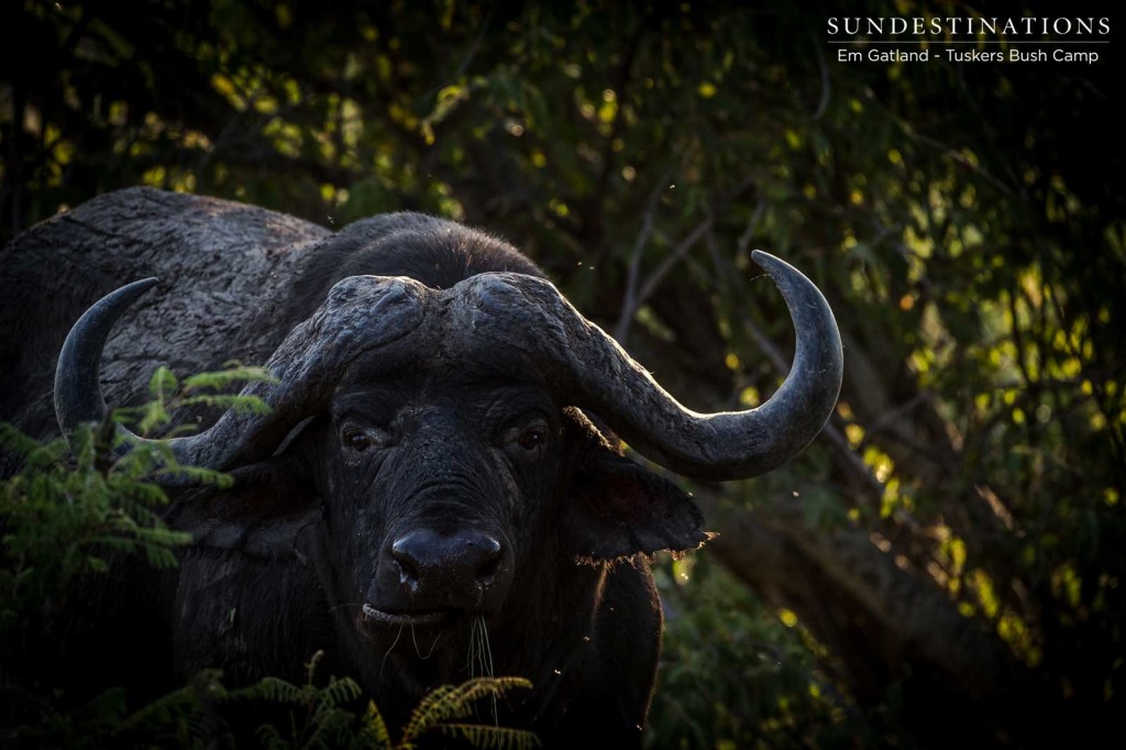 The brutal force of the bush veld: buffalo occupy every corner during the summer rainy season
