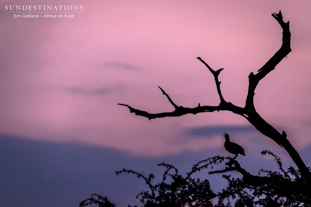 Dusk chorus: a Swainson's spurfowl belts out into the evening sky, creating a perfect silhouette