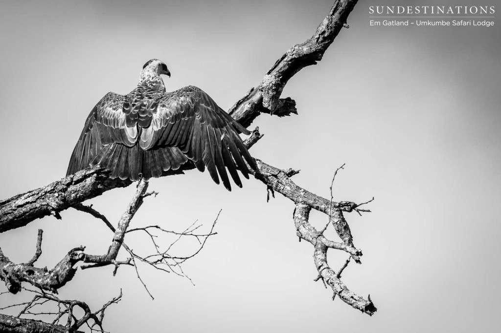 A tawny eagle releases the heat of the day from beneath its wings, posing perfectly for the clicking cameras