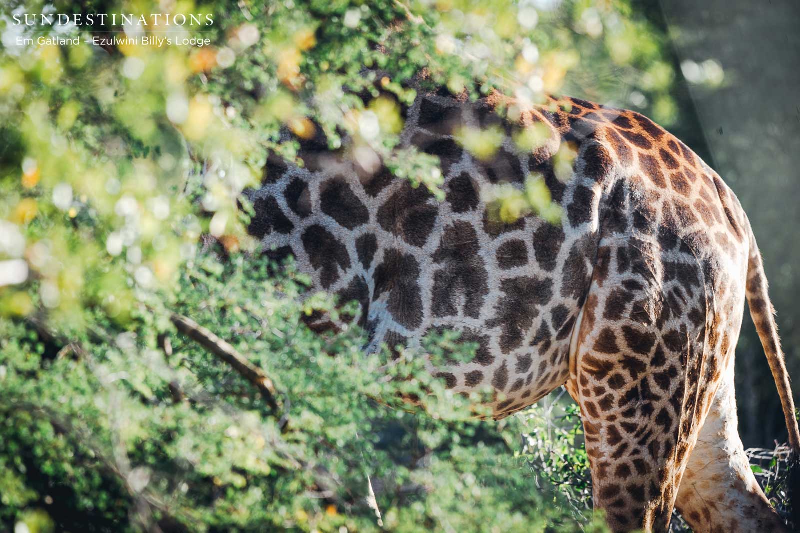 Giraffe in Bushveld
