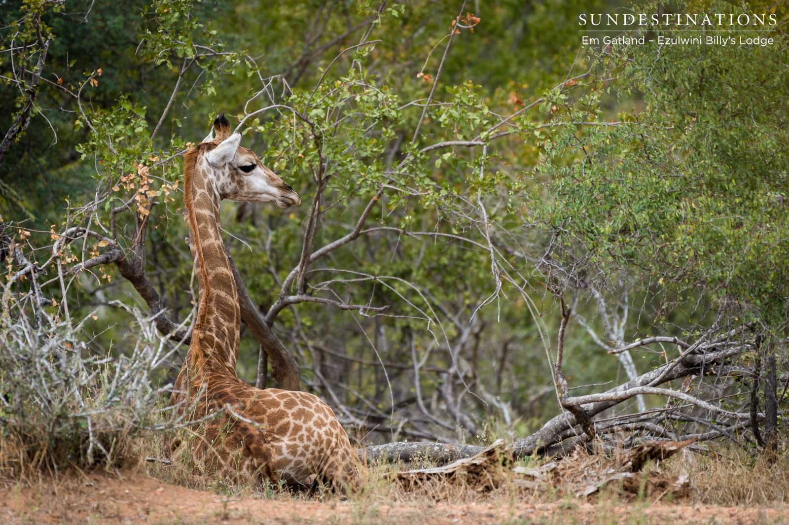 Giraffe at Ezulwini Game Lodges