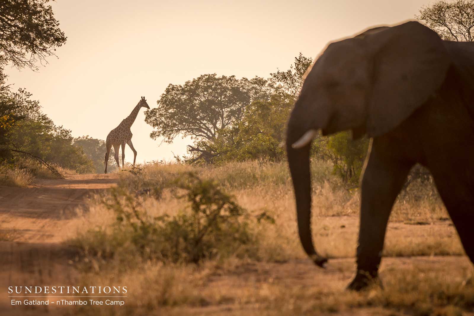 Elephants and Giraffe Sunset