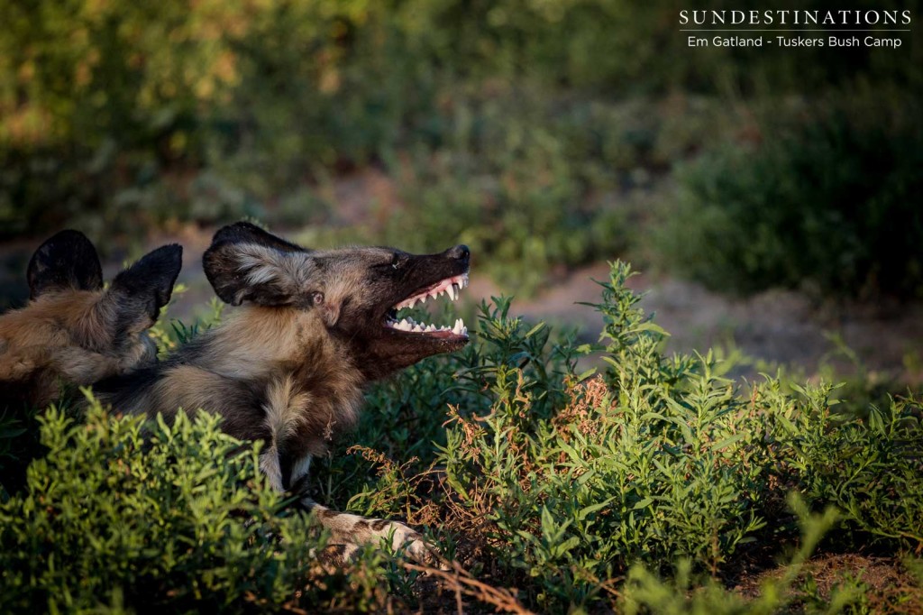 Africa's leading canids take a break before a morning hunt