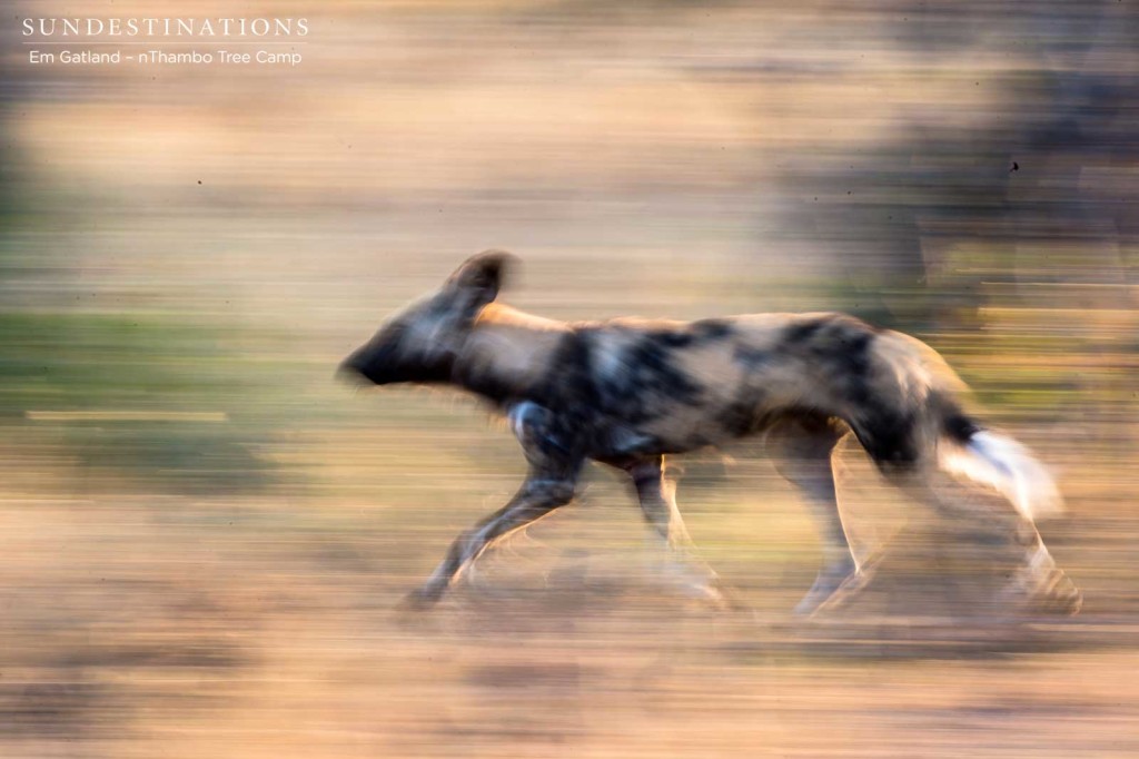 The autumn colours of the Klaserie are beginning to match the bronzed pelts of the African wild dog