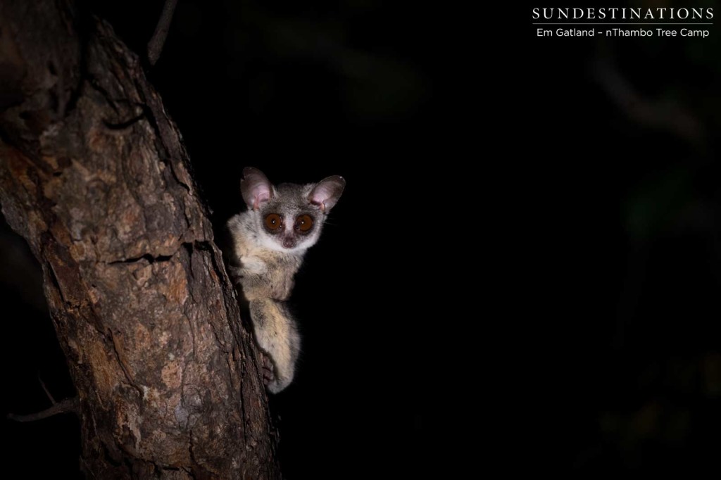 Lesser bushbaby 