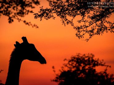 The soft light of the Klaserie bushveld floods the landscape with golden hues and creates a gentle, surreal atmosphere; enamouring onlookers with its ethereal golden glow. Smothering the colourful landscape below with its pastel colours, this is the time of day that heightens our feelings, softens the senses and ultimately gives the bushveld a romantic hazy […]